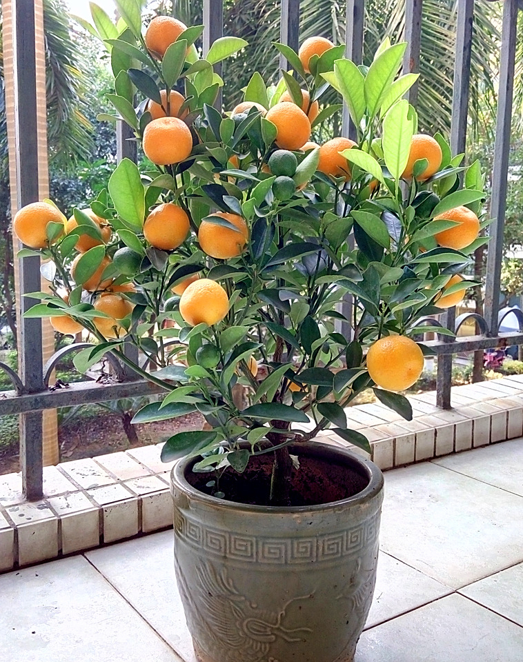 冬天最适合在家里养的两种"盆栽树",朋友来了一定会赞不绝口