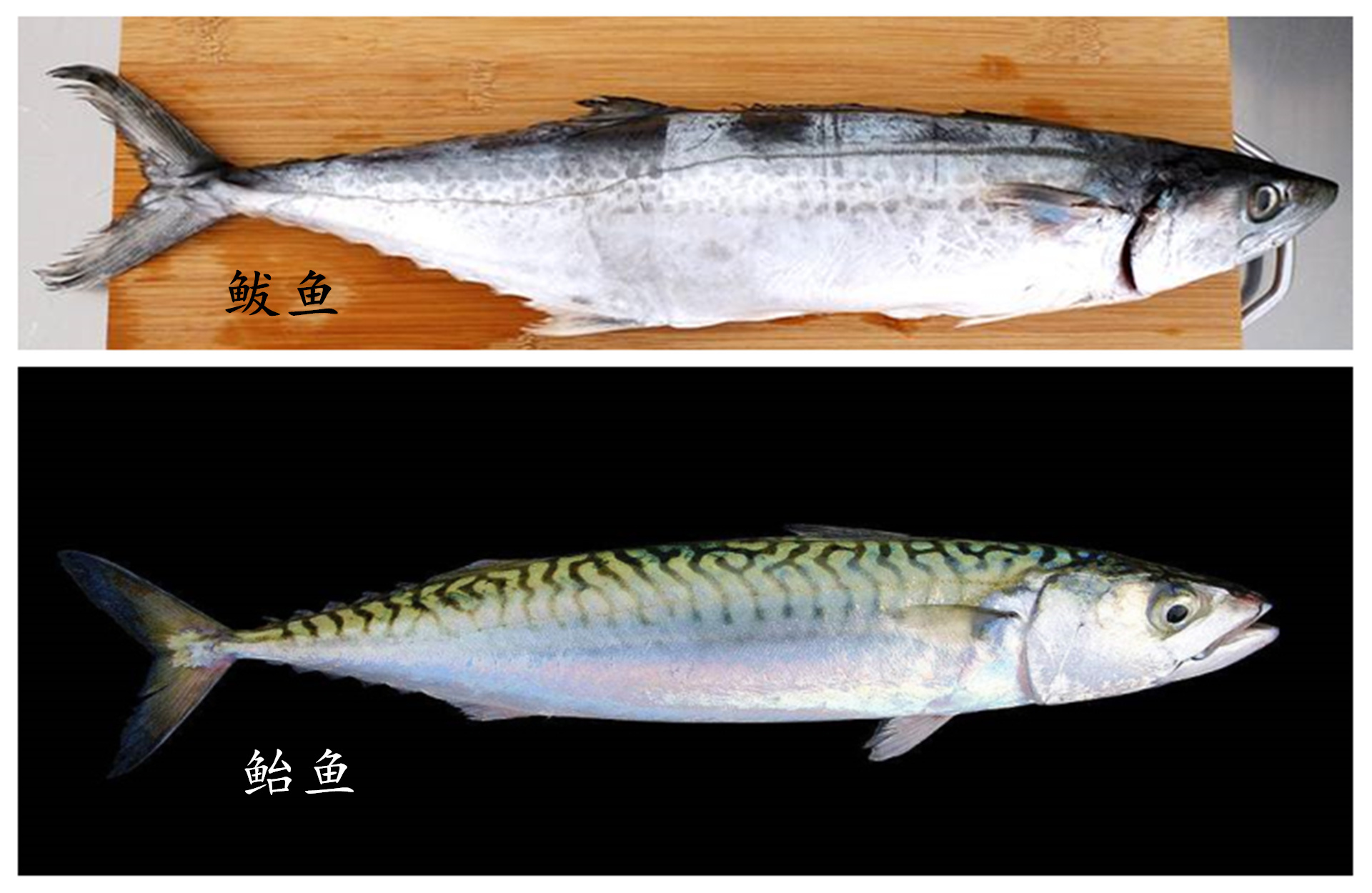 鲅鱼,鲐鱼傻傻分不清楚鲐鱼和鲅鱼的区别更多地体现在颜色和花纹上.