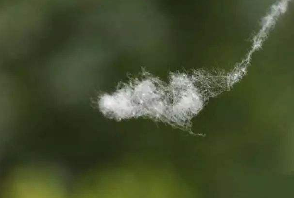 芳菲四月,"杨花"漫天飞舞,本是古人笔下风仙子,如今人见人怕