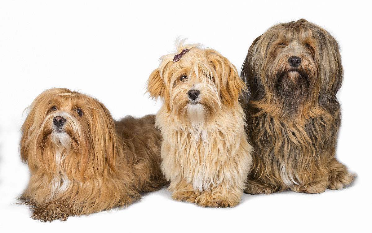 这就是哈瓦那犬没错了