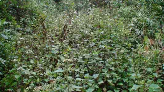 对大黑头草你了解多少?我猜这些你不知道