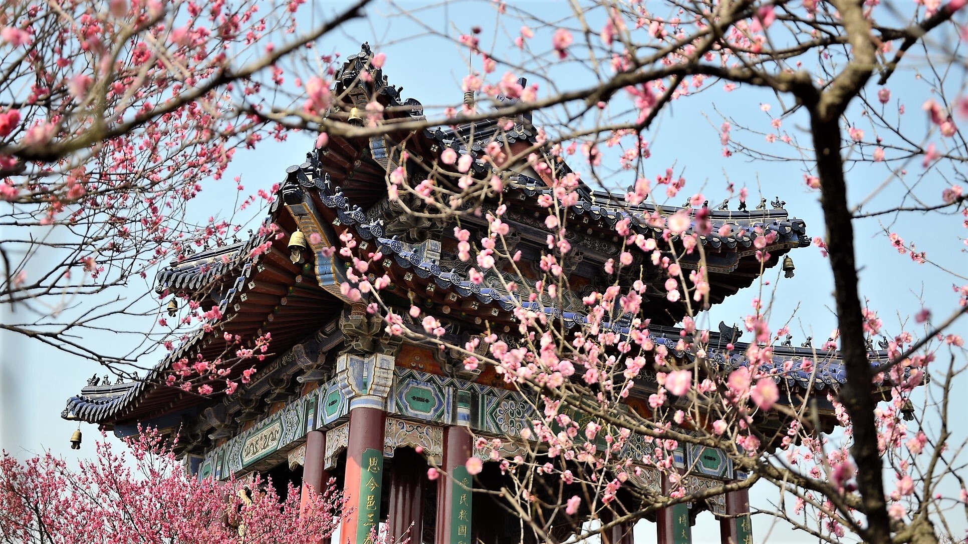 南京梅花山的梅花开了