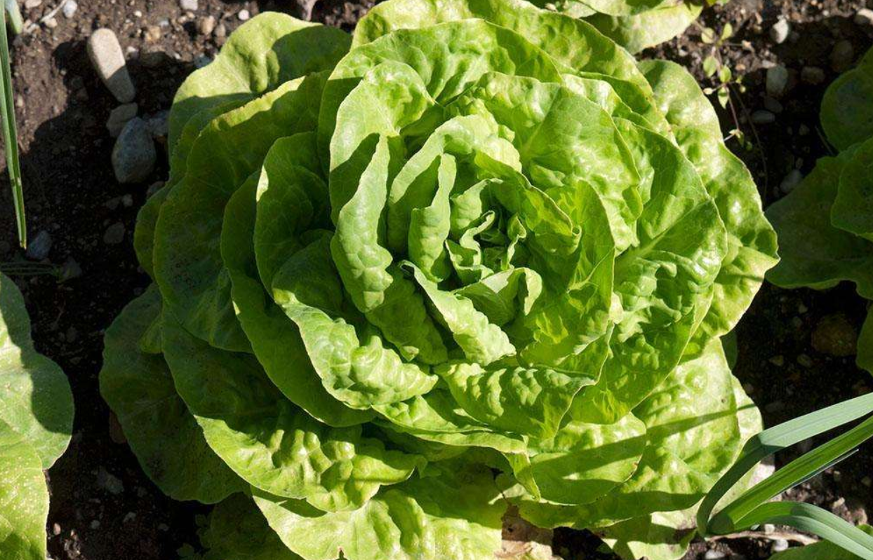 结球莴苣栽培要点,基本习性与生长特点介绍