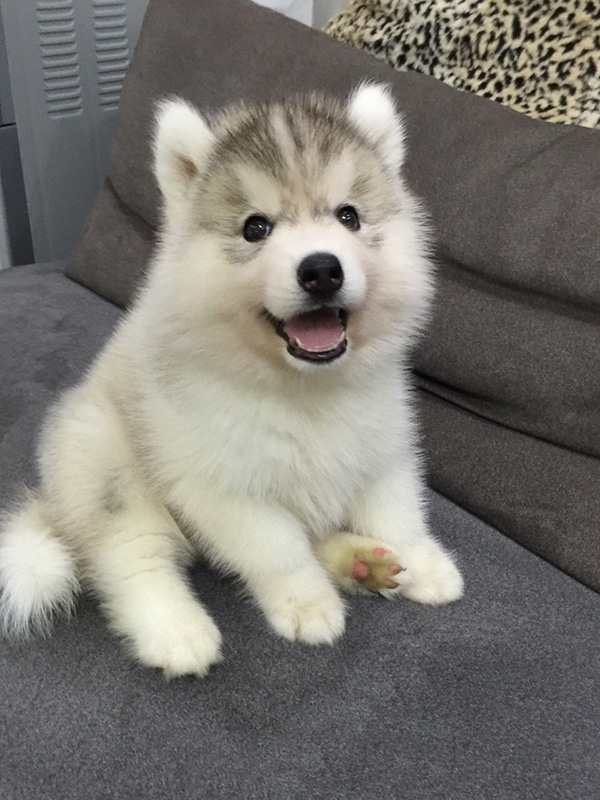 萌宠:胖嘟嘟的哈士奇,蠢萌蠢萌的!