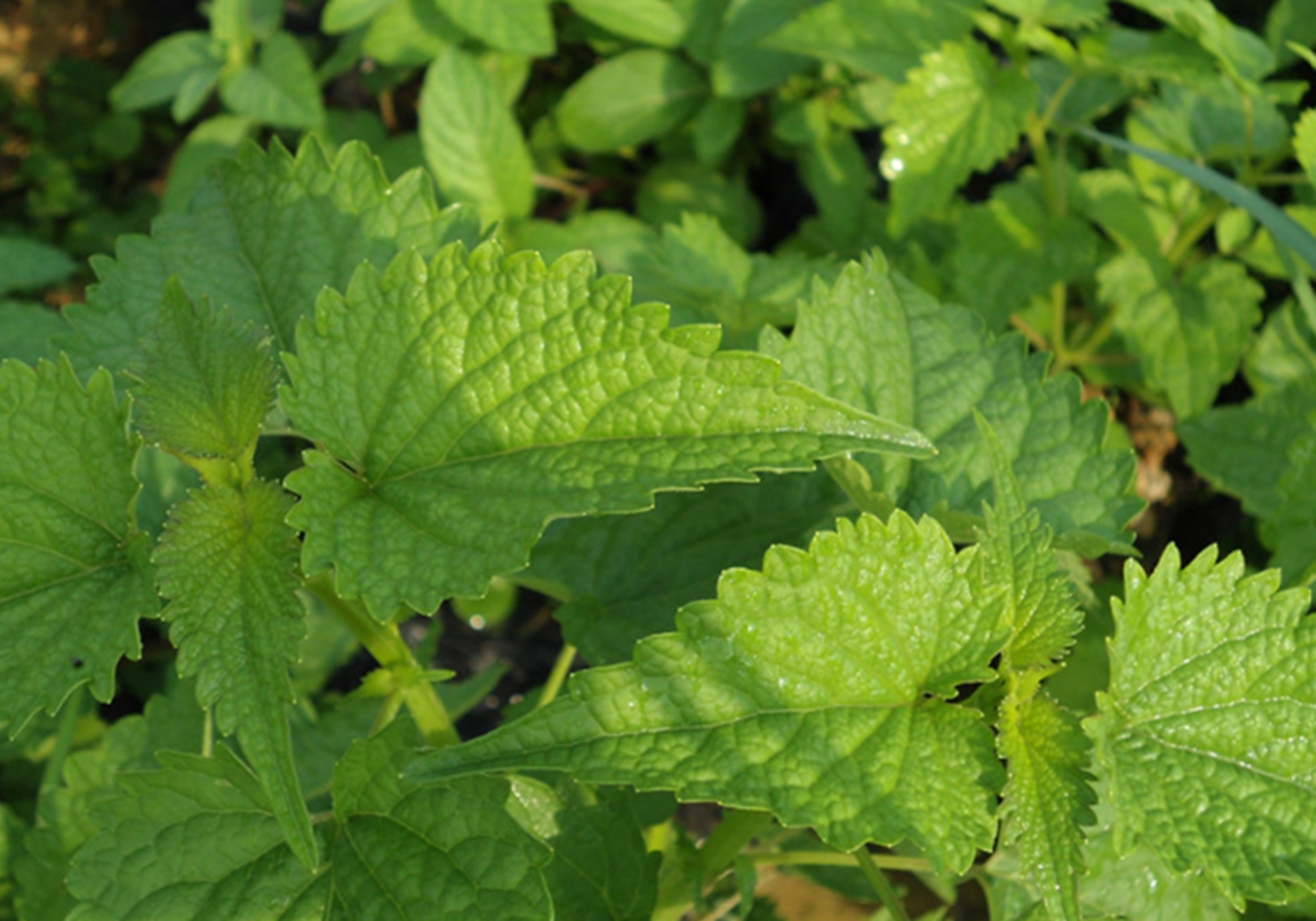 排香草 - 热门商品专区