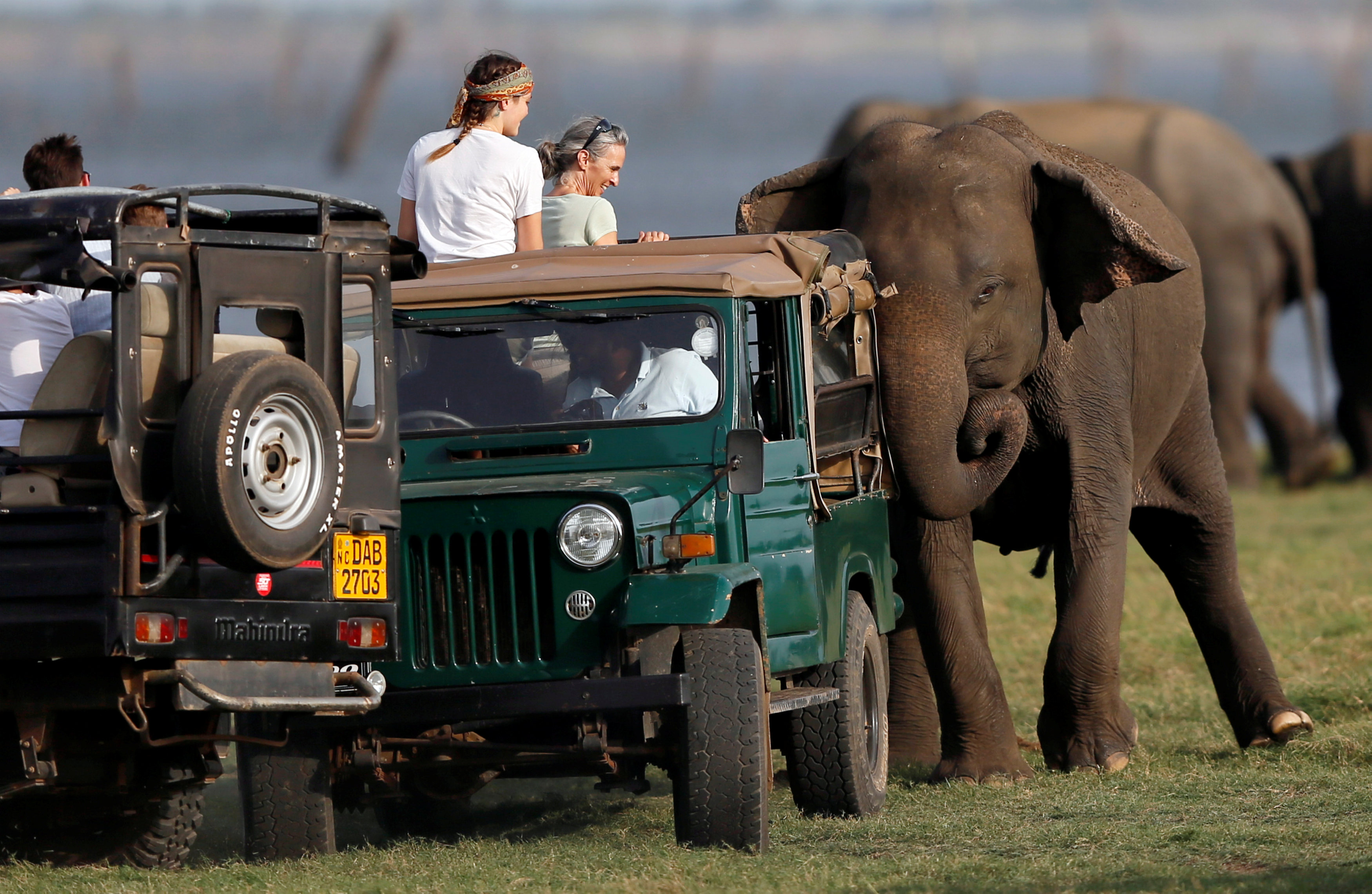 (16)斯里兰卡卡杜拉国家公园象群