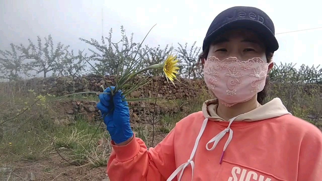 农村到处是中草药,野菜,刺菜,雅葱,别名,兔奶草