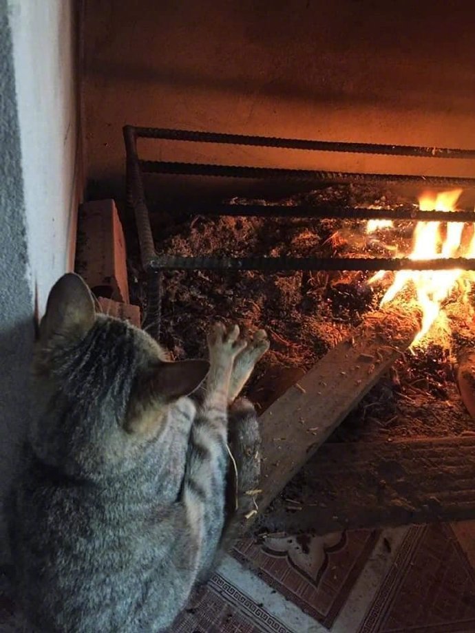 小猫冬天有多怕冷,独自到火炉旁烤火,姿势非常妖娆