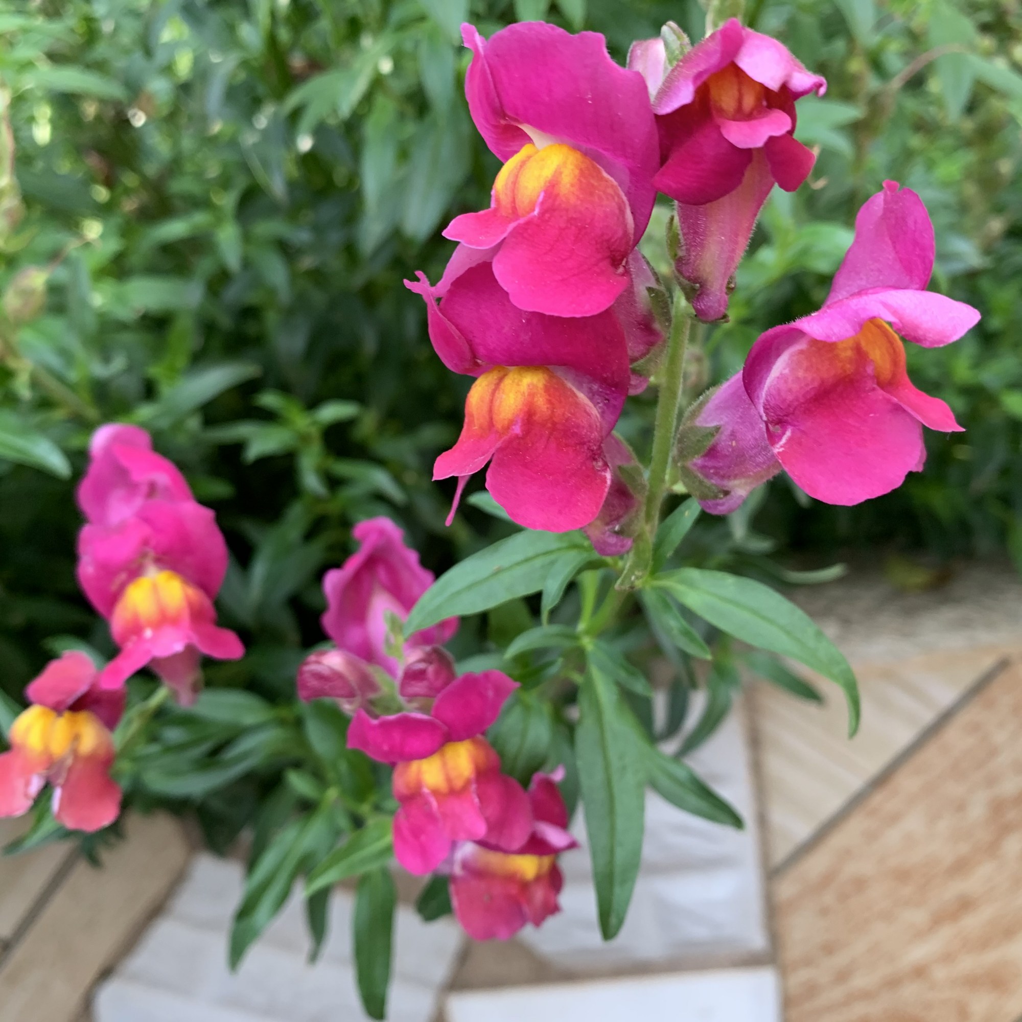 漂亮的红灯笼-金鱼草