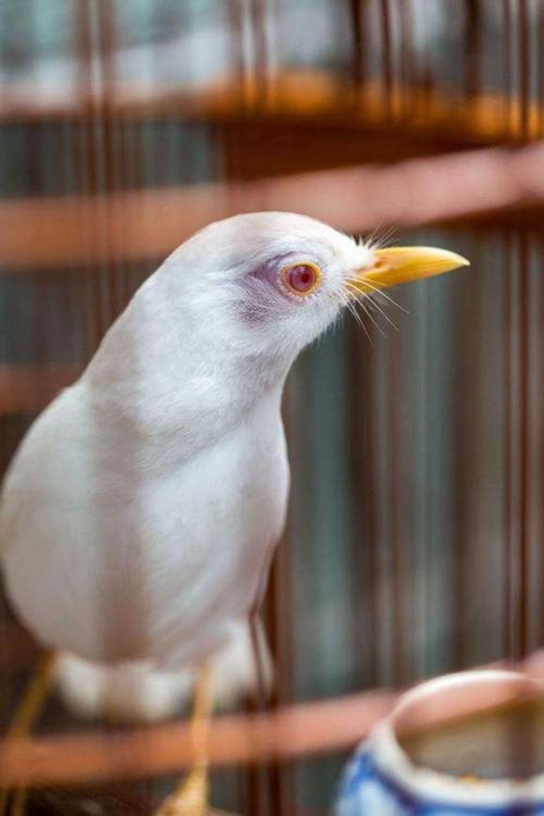 一只稀有的"白画眉",它究竟有何特色?