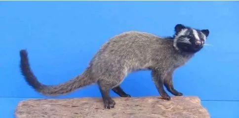 武汉华南海鲜市场野味菜单曝光:狐狸,竹鼠,果子狸活杀现宰