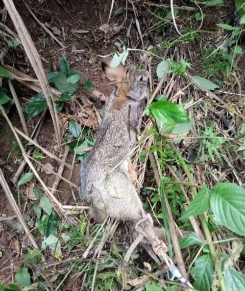 在农村,我们小时候都是这样逮兔子的,你经历过么?