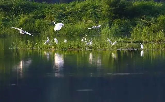 舟行碧波上,人在画中游——富水湖国家湿地公园
