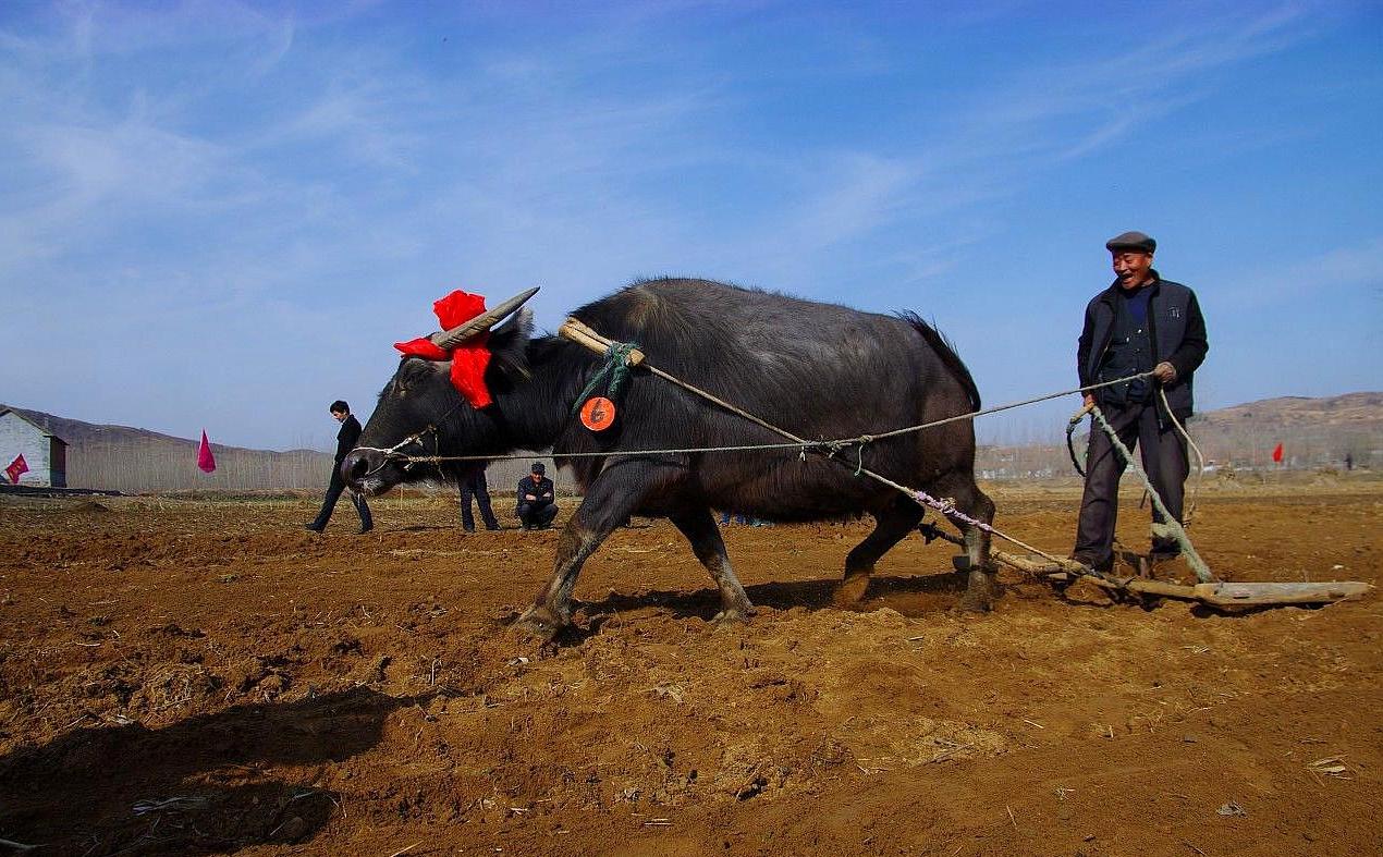 农村俗语"九九加一九,遍地耕牛走",十个九不知,农民才