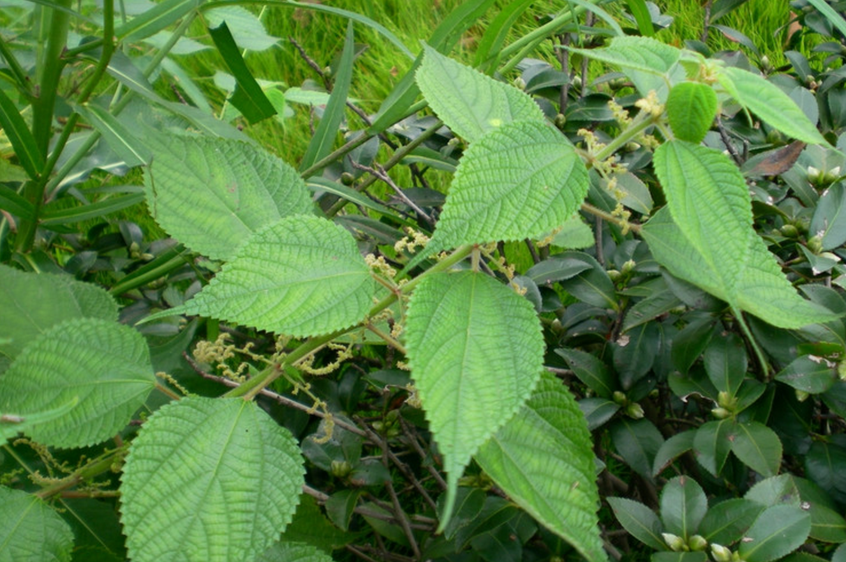 麻- 热门商品专区