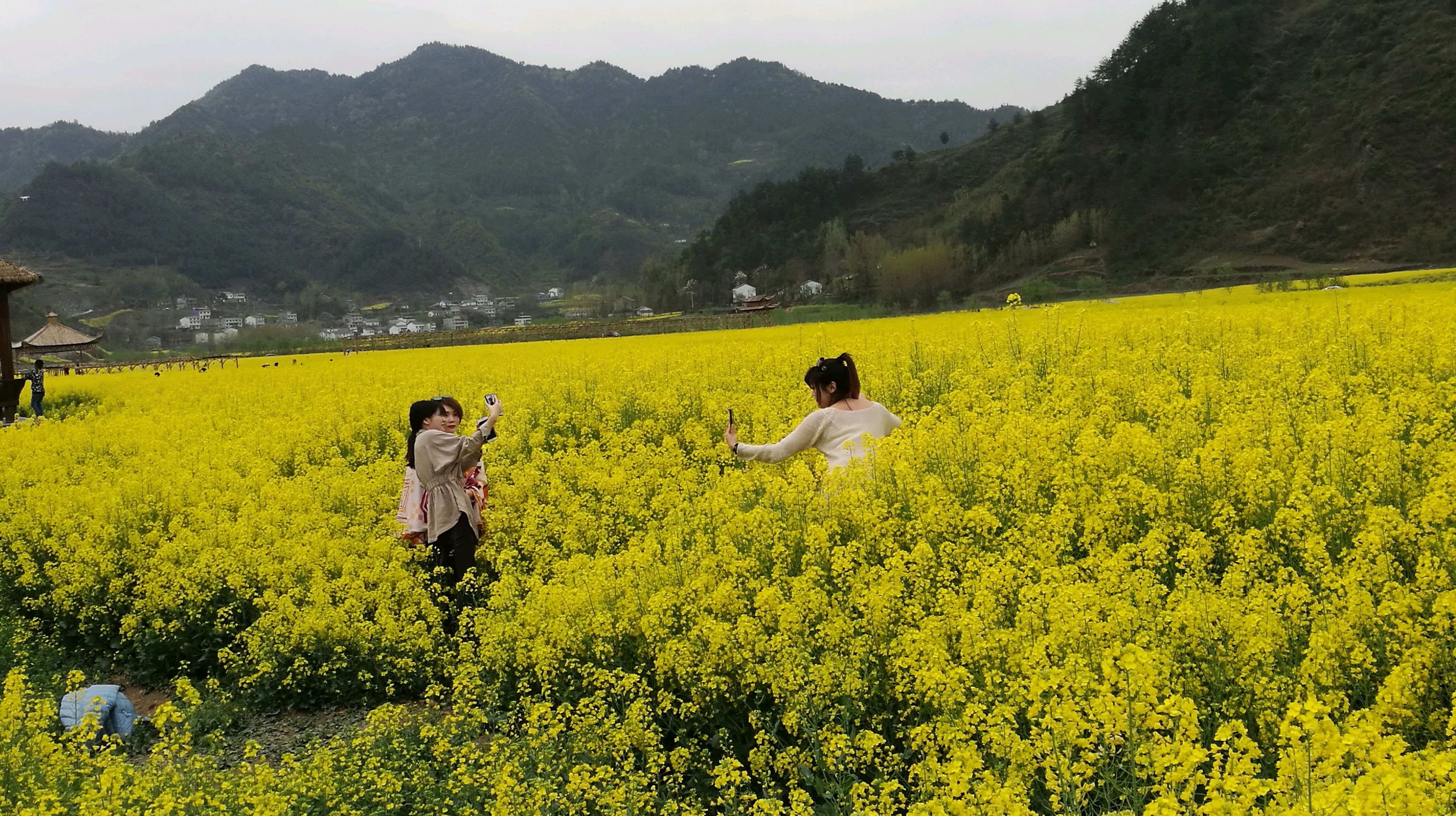 郧阳区五峰乡油菜花海