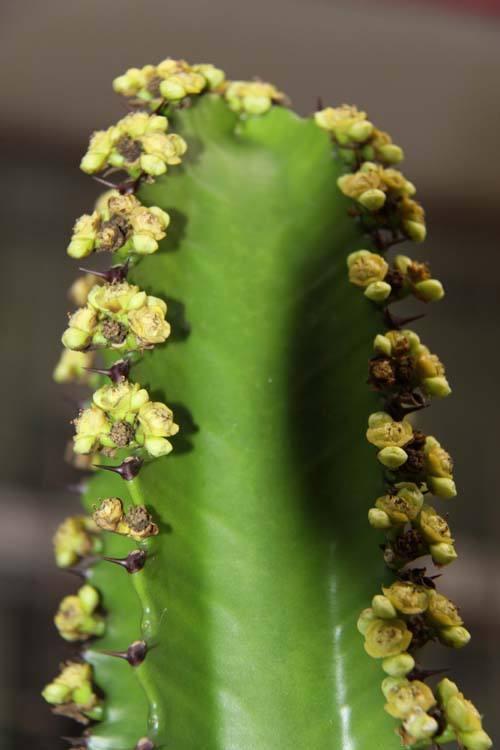 仙人柱花