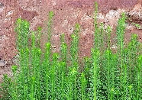 田里一种草被称"千层草",农民爱除,却不知是宝,可防治皮肤病