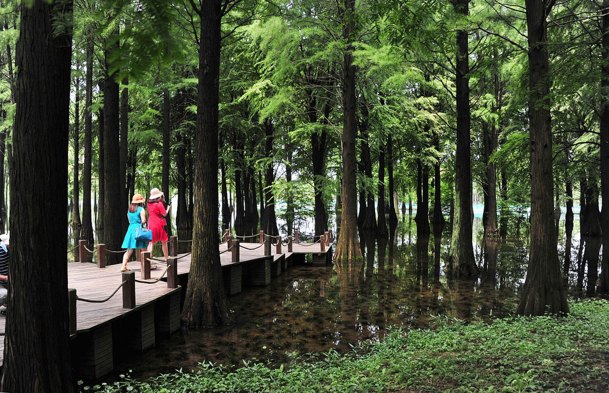 青西郊野水上森林公园,位于上海市青浦区,是一个美不胜收的自然景观.