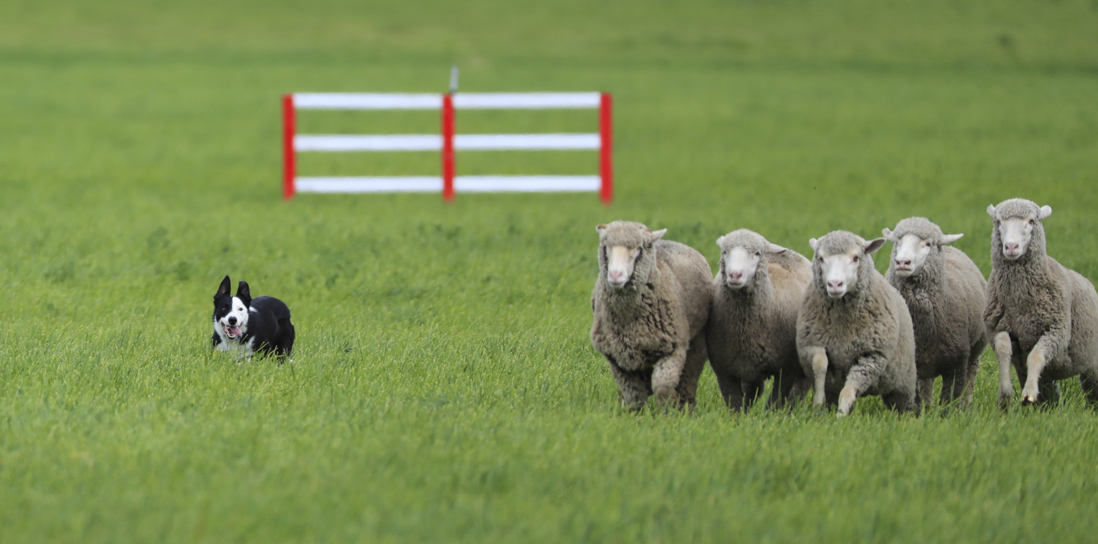 "羊群的幸福我来守护"