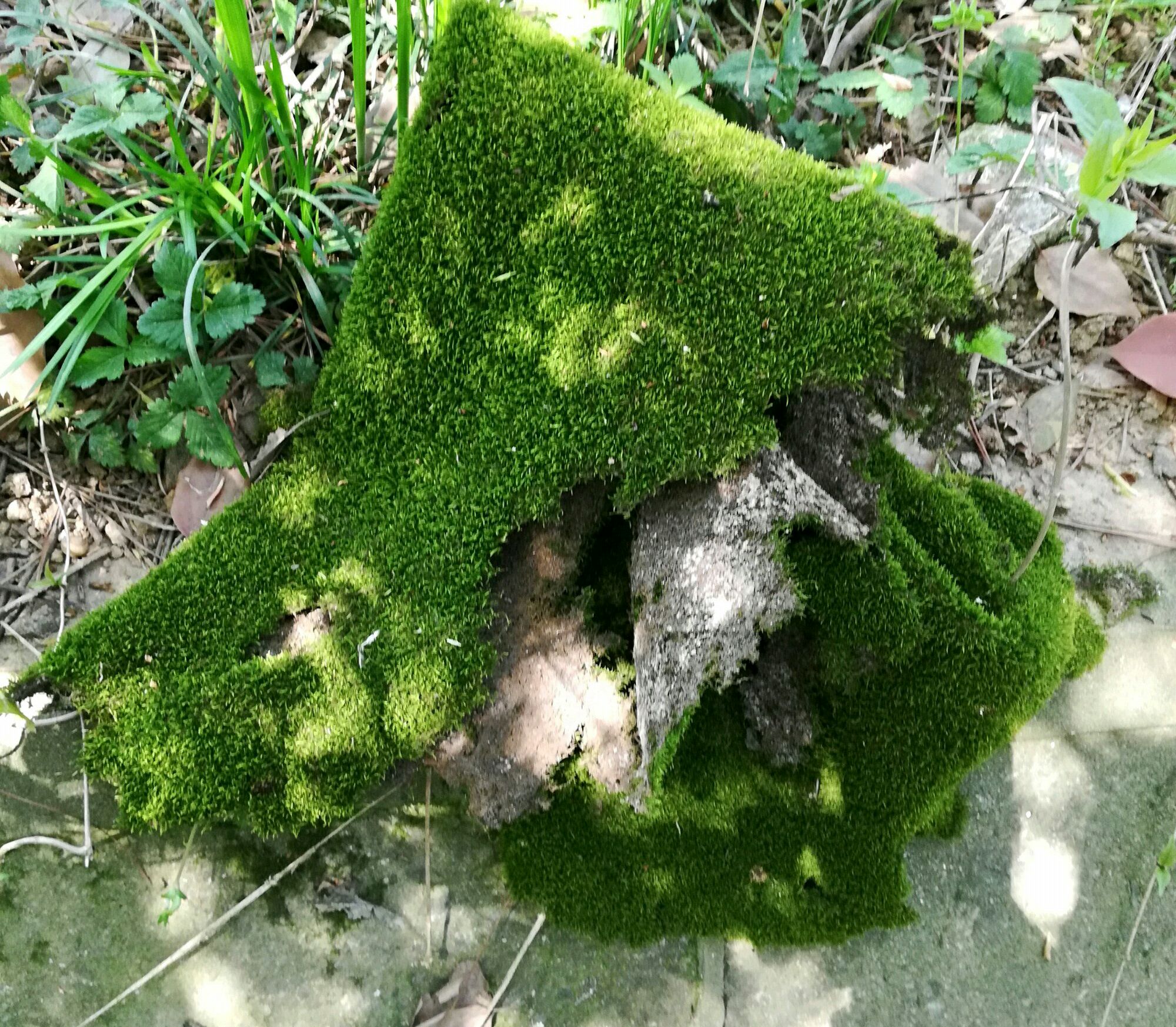 短绒藓做微盆景漂亮美观但是易发黄,短绒藓怎样养得青翠欲滴