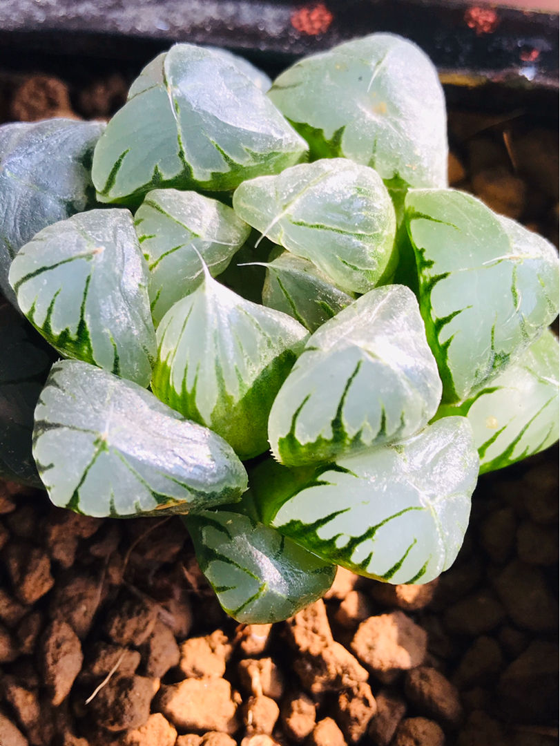 养玉露,学会"闷养"才是王道,3天养成绿宝石