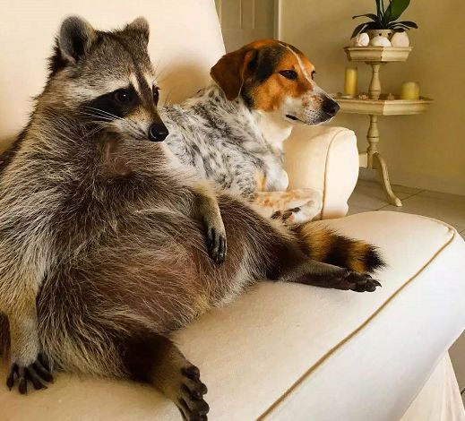 小浣熊和两只狗狗一起长大,于是它以为自己是一只狗