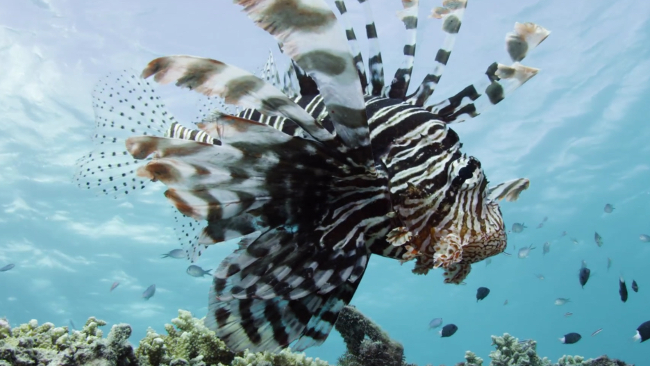 拥有羽毛般的鳍棘,斑马纹的狮子鱼,美丽与剧毒同在