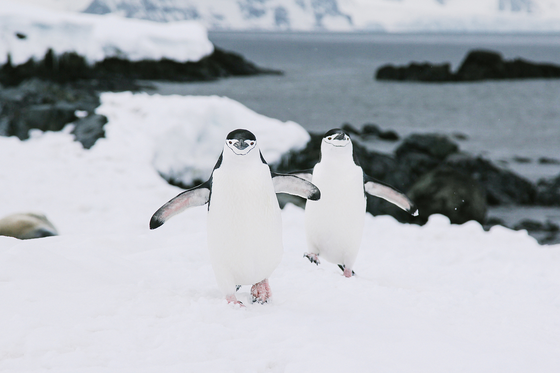 百度秋冬打卡挑战赛# 93帽带企鹅每天能睡一万次[吃鲸]  科学家给