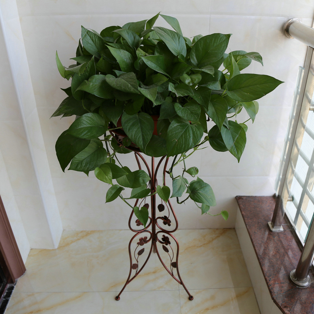 家里的这三个位置别摆放绿萝,忽略了这一点,绿萝才总也养不好