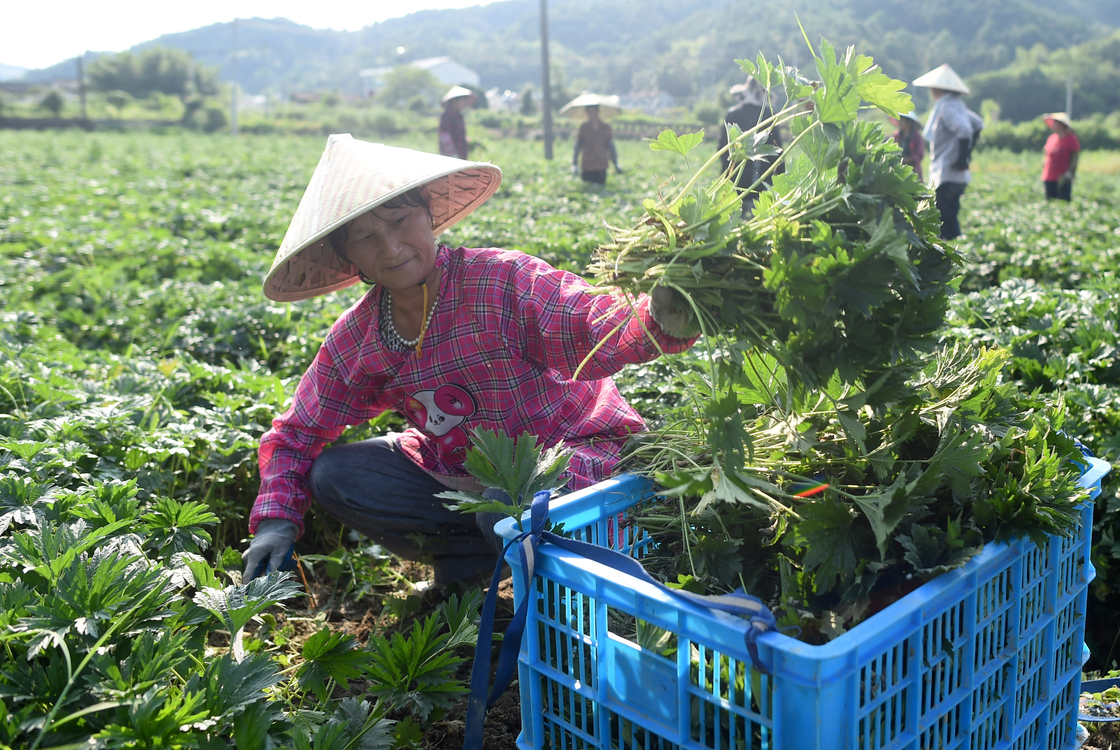 浙江诸暨:益母草开始采收