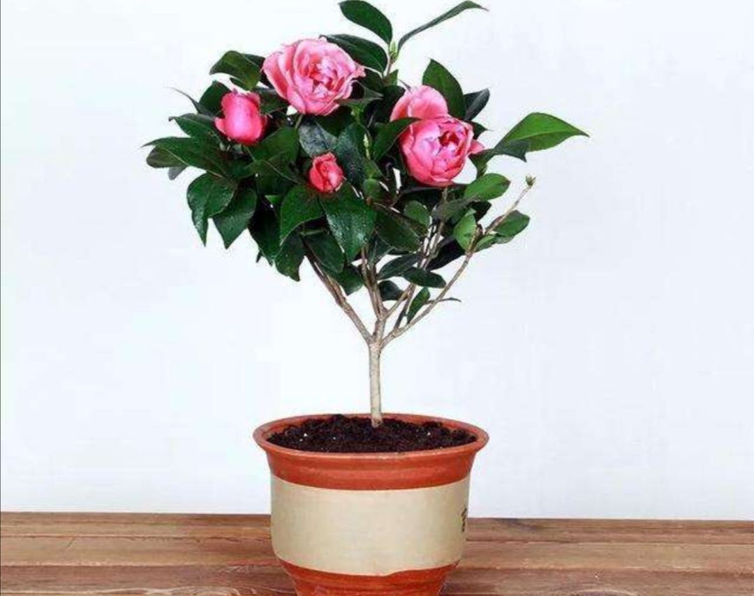 新买回来茶花,换盆要注意个细节,才能尽快服盆