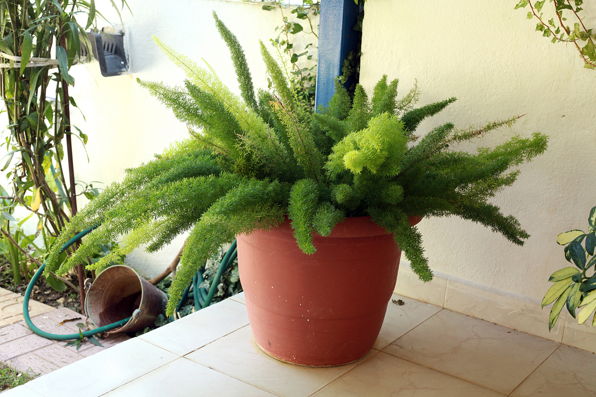 九尾狐植物怎么养  养九尾狐植物的步骤如下:  11566 光线充足.