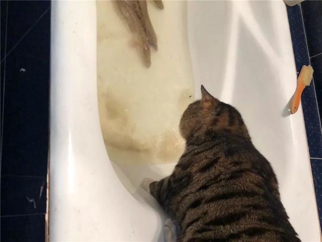 铲屎官在浴缸中养鱼,猫咪艰难攀附在上后,近距离垂涎肥鱼!