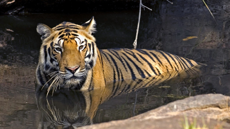 我国现存还有几种老虎?它们在野外的生存状态怎样了?