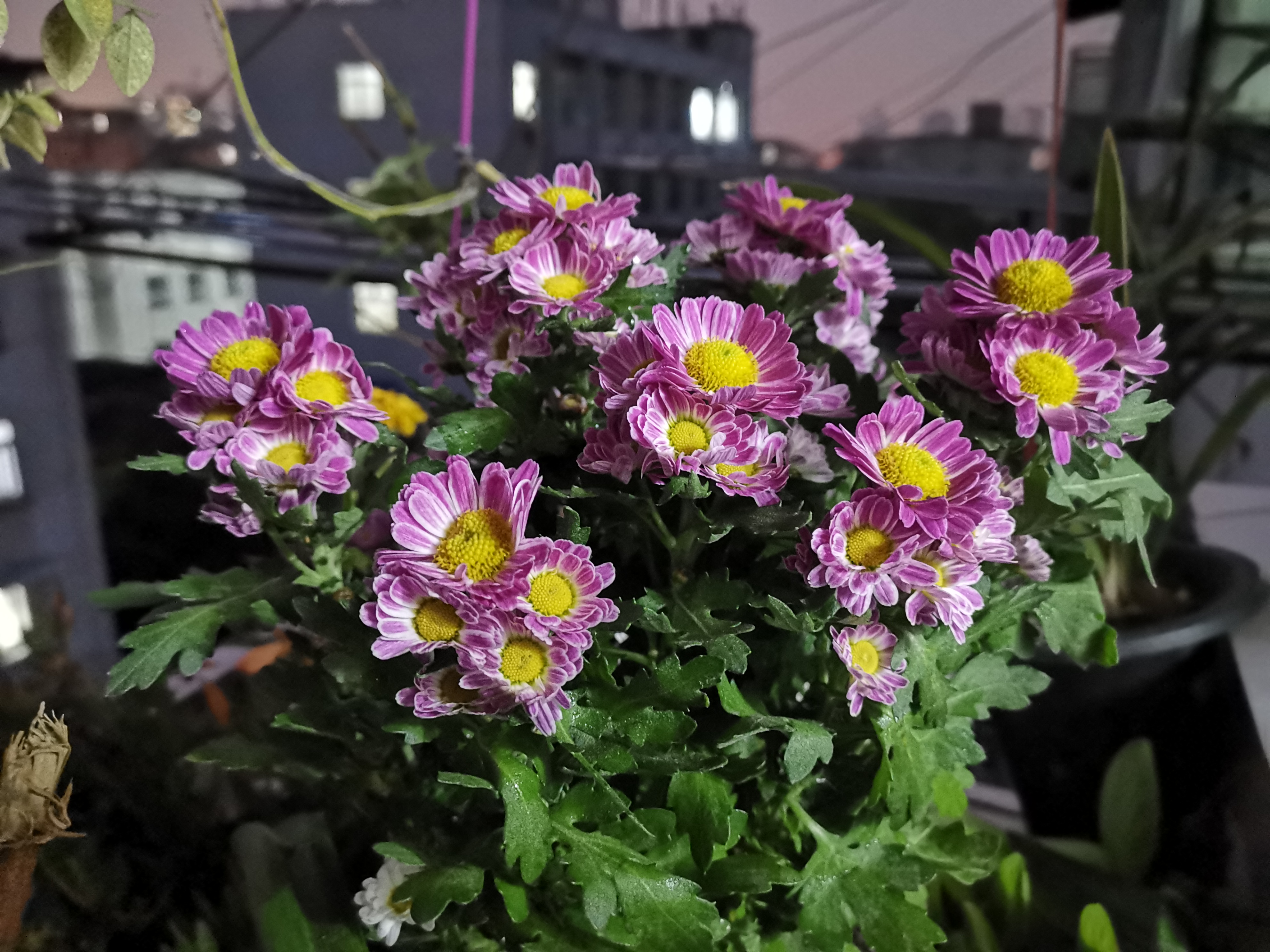 美艳的复色粉女王菊