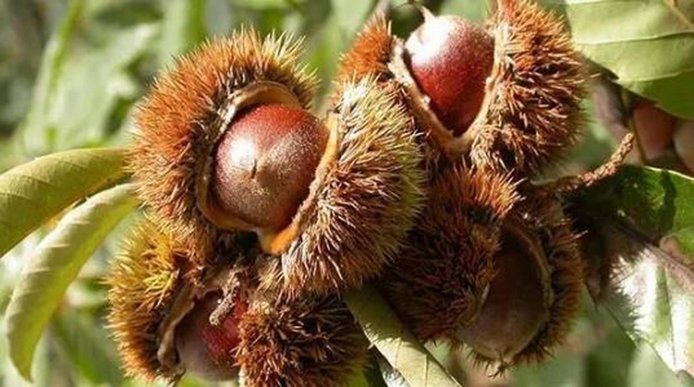 城市身边事#【建瓯美食】建瓯锥栗,福建省建瓯市特产,具有口感香,甜