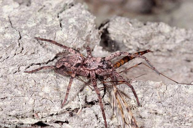 没有翅膀也能飞:会飞的蜘蛛