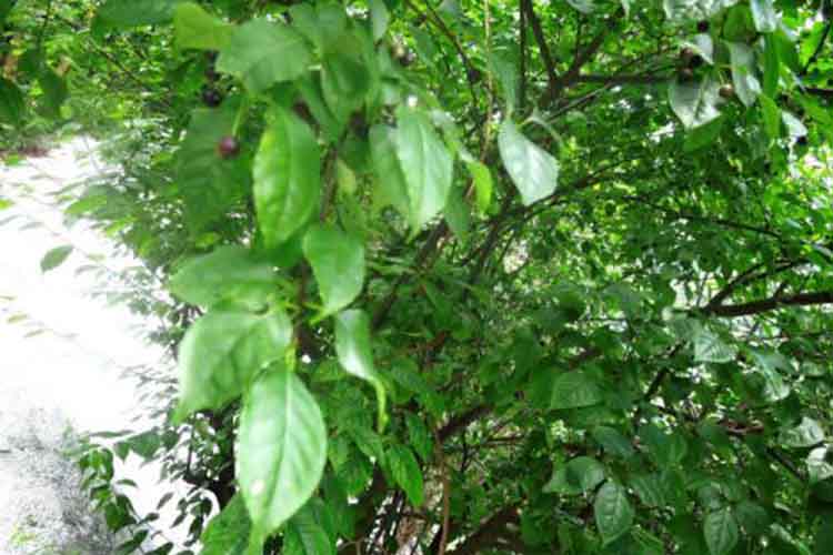 商品专题_棒称 岗梅,又叫称星木根,属于灌木类,因为这种树的树的树皮