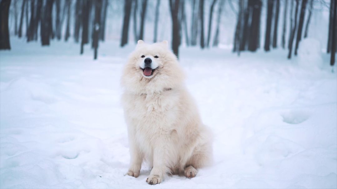 不同品种狗狗看到下雪的反应,哈哈哈哈