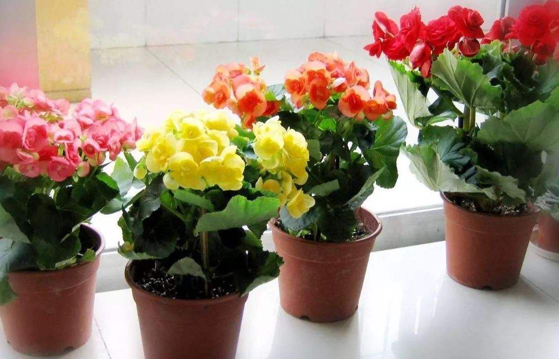 入冬后,家里养4种洋气的小盆花,花色艳丽,十分喜庆,真值
