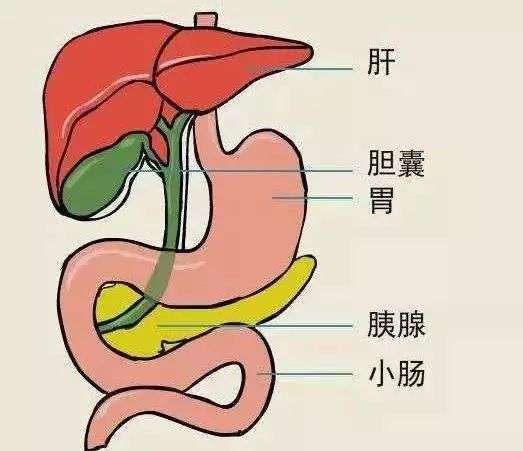 我不想切胆囊,可以吃药溶解结石吗?