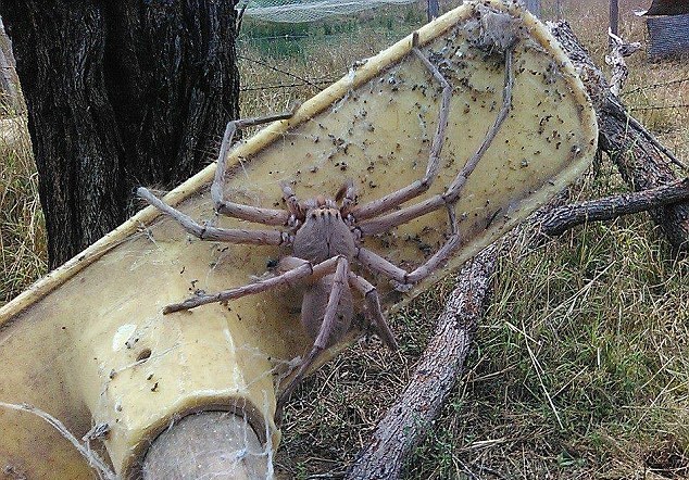 澳洲惊现巨大蜘蛛 体型罕见吓倒网友