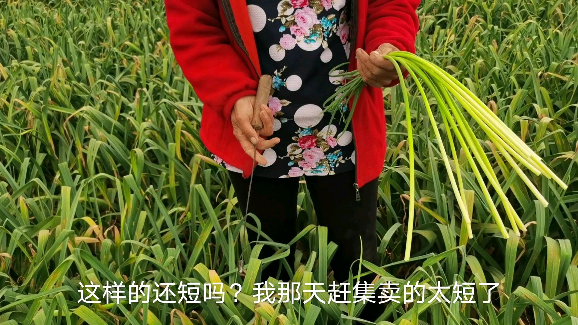 山东蒜苔大降价,听农村大婶说说地头价,比你们那边便宜吗?