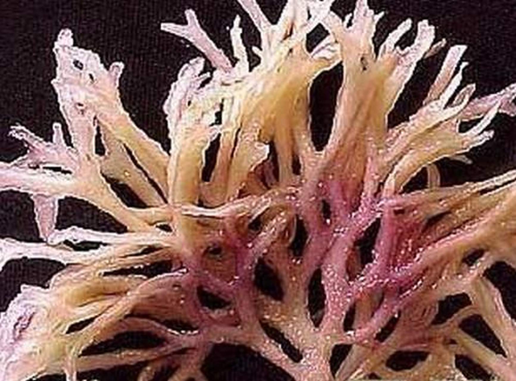 海萝分布于辽宁,河北,山东,江苏,浙江,福建,广东,台湾等沿海;鹿角海萝