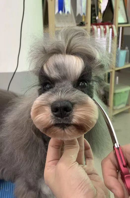 宠物美容,贵妃头