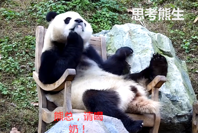 熊猫跷二郎腿,手扶下巴"思考人生,吸猫群众:熊总,请喝奶!