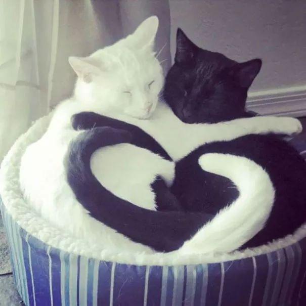 一黑一白猫咪情侣头像图片