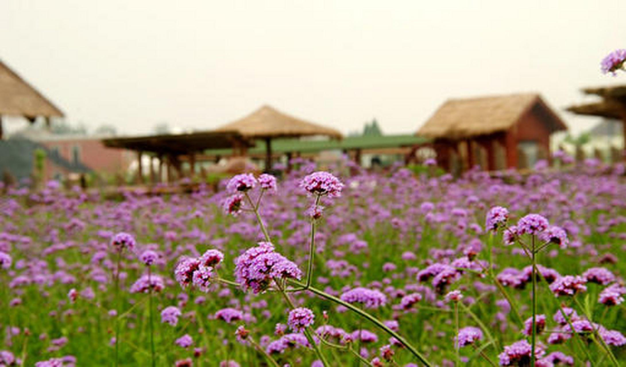 蓝调庄园,又名北京蓝调薰衣草庄园,位于朝阳区金盏乡楼梓庄,是一座紫