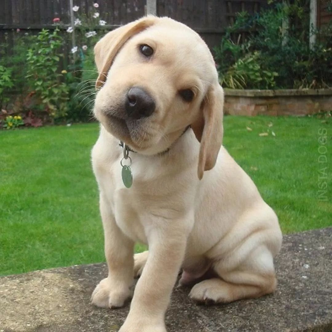 分享一波狗狗歪头杀,996的我们一起做颈椎运动吧!